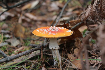 Red fly agaric in the forest red mushroom in the forest fly agaric mushroom
