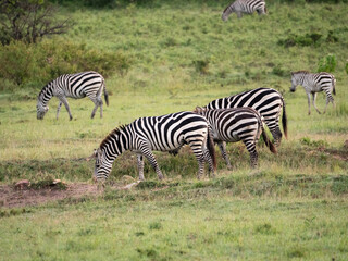 a herd of three zebra grazing in the grass together. 
