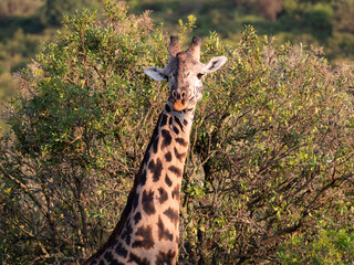 A close up of a giraffe head from the neck up.