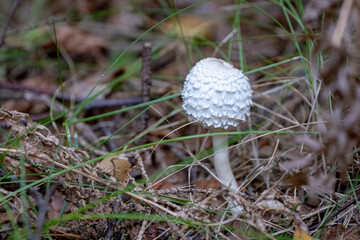 macrolepiota puellaris mushroom in the woods, leucoagaricus nympharum	