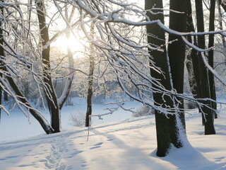 Winter landscape - a snow-covered park with beautiful trees, covered with hoarfrost. A Christmas picture - a winter forest, a sunny day in a fairy-tale park.