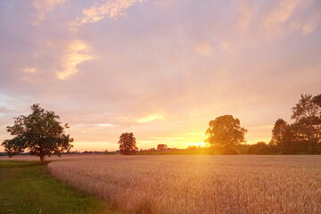 color sunset landscape with pink sky over wheat field.