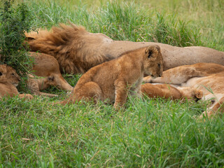 Obraz premium A young lion cub waking up from an afternoon nap with the pride