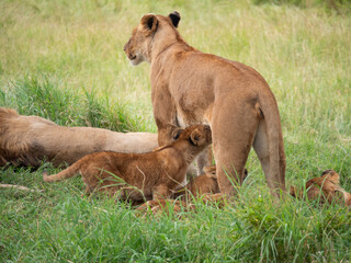 A baby lion cub nursing from its mother lioness.