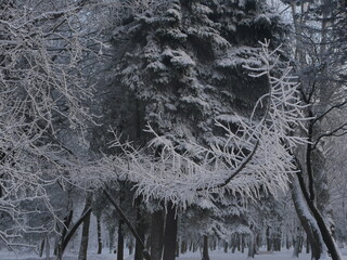 Snowstorm in the forest, winter landscape. Heavy snowfall in the city park. Winter landscape - a snow-covered park with beautiful trees, covered with hoarfrost