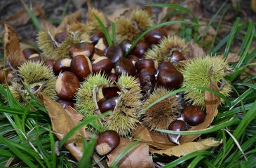 Assemblage de châtaignes sauvages tombées au sol dans la forêt