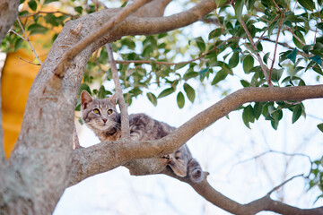 Cat climbing a tree branch