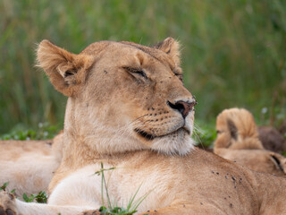 A lioness taking an afternoon nap in the sun with eyes closed