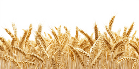 Golden wheat field isolated on isolated background. Wheat stalks stand tall in diagonal line, emphasizing height and vastness of light gray sky. Low-angle shot highlights cereal plant natural beauty.