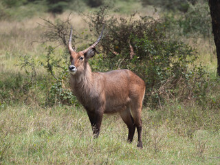 A waterbuck antelope standing in a grass field.