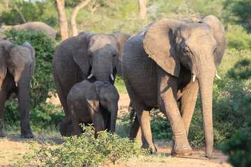 Eléphants safari