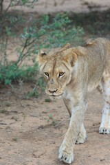 Lionne en safari