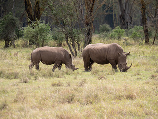 Fototapeta premium Two white rhinos in grazing together in a field.