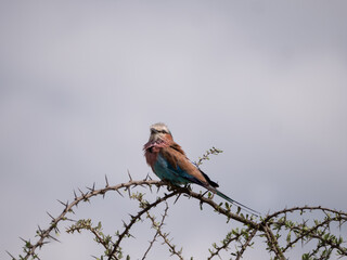 A lilac-breasted roller bird sitting in a thorny tree.