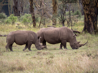 Obraz premium Two white rhino grazing in an open grass field. 
