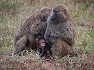 A family of olive baboons including mother, father, and baby, cleaning and grooming each other.