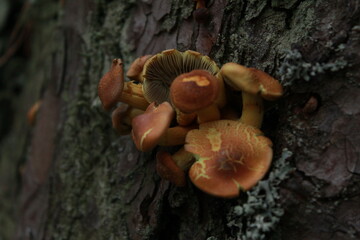 Macro photo of mushrooms on a tree