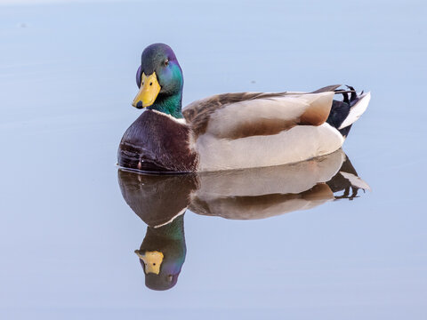 Stockente ♂.Anas platyrhynchos.Linnaeus, 1758