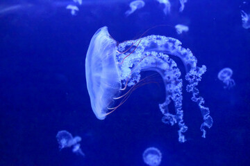 A white jellyfish with tassel-like arms