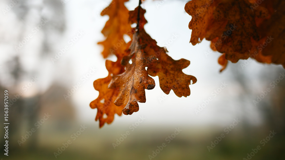 Poster a autumn leafy tree branch with a leaf on it. the leaf is orange and the branch is green
