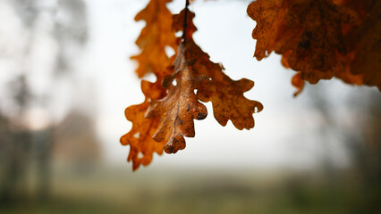 Fototapeta premium A autumn leafy tree branch with a leaf on it. The leaf is orange and the branch is green