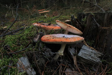 Red fly agaric in the forest
mushroom in the forest