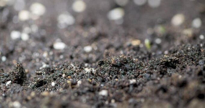Fresh grass growing macro time-lapse. Closeup of germination and growth of tiny grass cereal crop. Wheat, oats or barley culture. Healthy vegan food concept. Motorised panoramic movement.