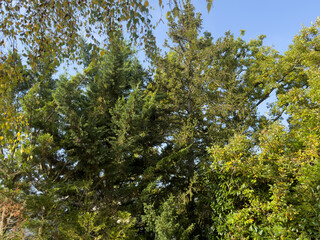 Lush green trees under a clear blue sky in a peaceful natural setting during autumn