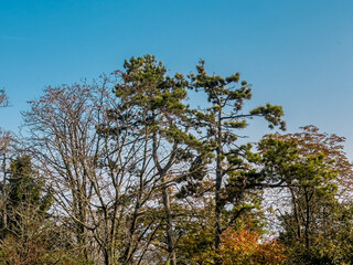 A vibrant autumn landscape showcasing a mix of deciduous and coniferous trees against a clear blue sky in a serene natural setting