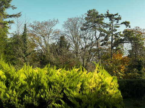 Lush green shrubs in the foreground with trees in vibrant autumn colors under a clear blue sky on a sunny day - Powered by Adobe