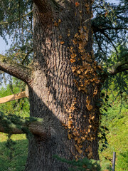 Tall tree with textured bark and creeping vines in a sunny forest during late summer