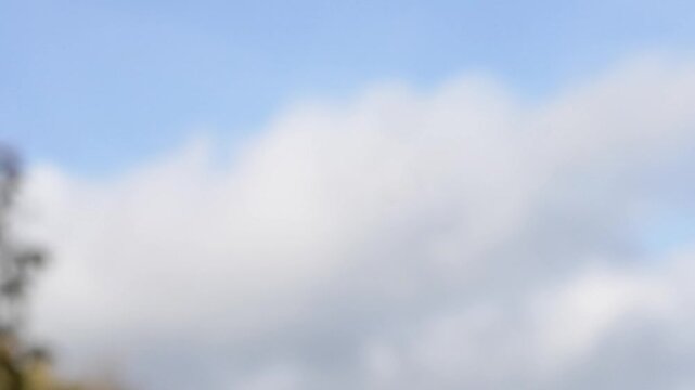 close-up of an Egyptian Vulture (Neophron percnopterus, Alimoche Com&uacute;n) in flight 