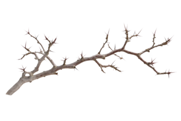Brown tree branch with numerous small thorns isolated on isolated transparent background. Branch oriented right, tree trunk visible on left. Brown color stands out against alpha cut out backdrop. Png.