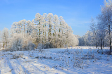 Beautiful winter day with trees covered with hoarfrost