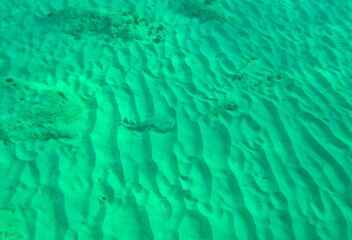 caribbean electric ray in the sand, underwater photo of Narcine bancroftii, torpedofish in...