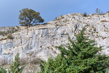 Lone tree on a rocky cliff with pine trees below