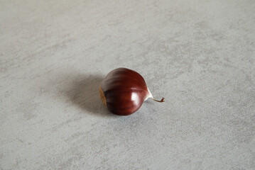 Close-up photograph of 1 chestnut with gray background.