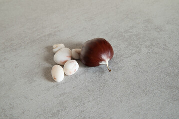 Close-up photograph of 1 chestnut with white stones on a gray background.