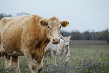 Fototapeta premium Charolais cow with calf in rural Texas spring pasture for beef cattle ranch concept.