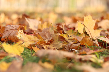 Many autumn fallen leaves on the meadow. Fallen autumn leaves, yellow leaves on a sunny day. Nature background. Fallen yellow leaves on the ground, selective focus. Autumn background