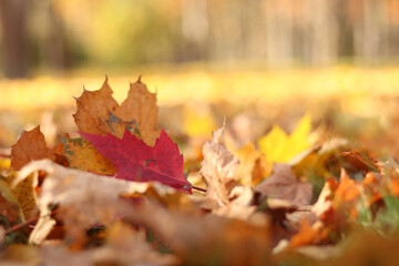 Many autumn fallen leaves on the meadow. Fallen autumn leaves, yellow leaves on a sunny day. Nature background. Fallen yellow leaves on the ground, selective focus. Autumn background
