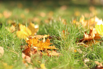 Many autumn fallen leaves on the meadow. Fallen autumn leaves, yellow leaves on a sunny day. Nature background. Fallen yellow leaves on the ground, selective focus. Autumn background