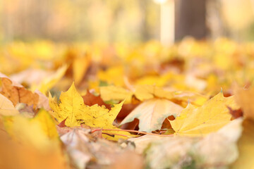 Many autumn fallen leaves on the meadow. Fallen autumn leaves, yellow leaves on a sunny day. Nature background. Fallen yellow leaves on the ground, selective focus. Autumn background