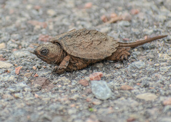 baby snapping turtle walking on gravel