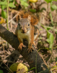 red squirrel in the woods
