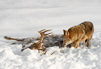 Coyote (Canis latrans) Walks Up to White-Tail Deer Carcass Winter