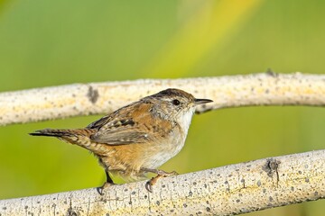 Bewick's wren perched on a small branch.