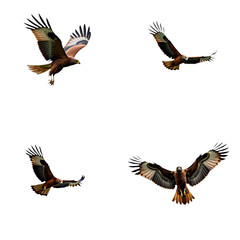 Fototapeta premium Brown birds, possibly hawks eagles, soar in direction against gray sky. Four birds spread out, with one to left, another to right, above center. Birds wings spread wide, conveying freedom. Transparent