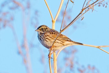 Song sparrow on a twig in bright light.