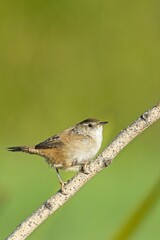 Alert Bewick's Wren on a branch.